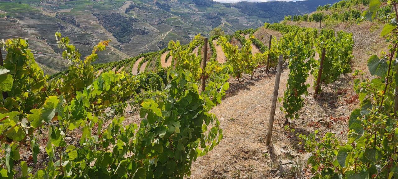 Stay At The Winemaker Ervedosa do Douro Exteriér fotografie